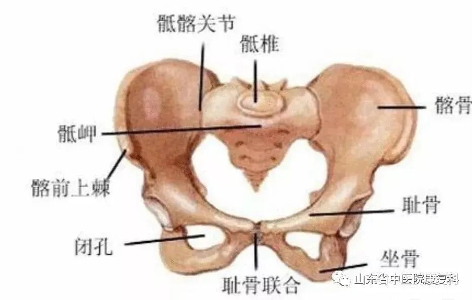 骶骨岬在什么位置图片