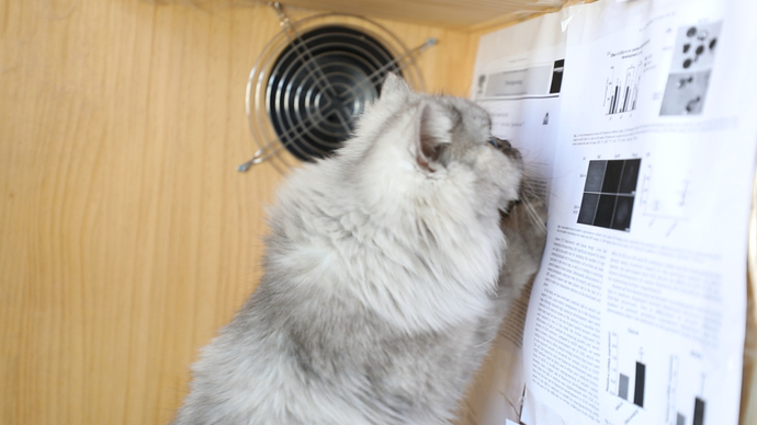 果然视频|克隆猫的自述：我是一个小可爱，为见男朋友加班读论文