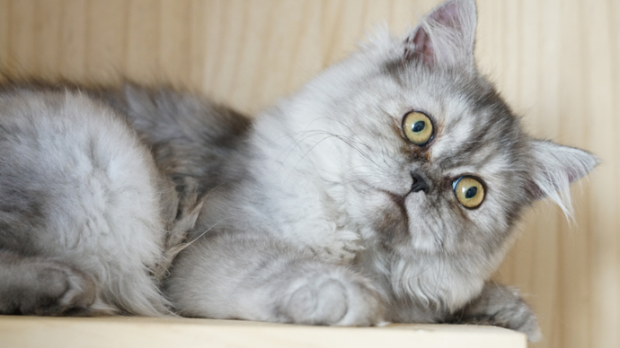 果然视频·我们的2021|克隆猫平安的生日礼物