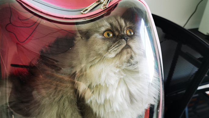 我们的2021|国内高校首只克隆猫奇遇记：生日当天官宣脱单