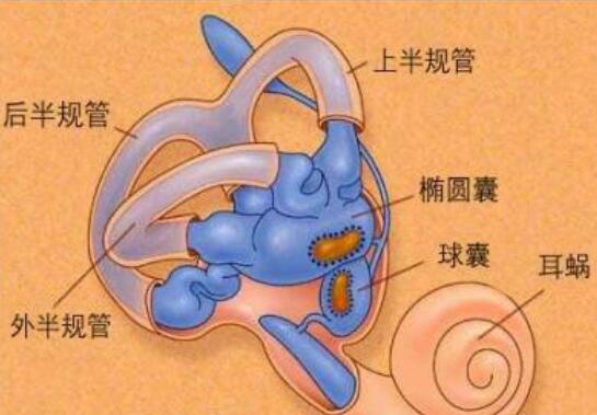 可能是耳朵里这个小器官在捣乱!-齐鲁晚报网