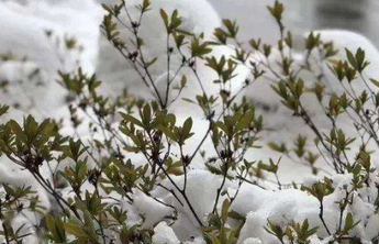 腊八迎小雪，本次降雪将于今天傍晚结束，随后气温下降