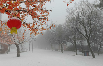 腊八迎瑞雪，美好又惬意！壹点情报员用镜头直播雪情，一起看看吧