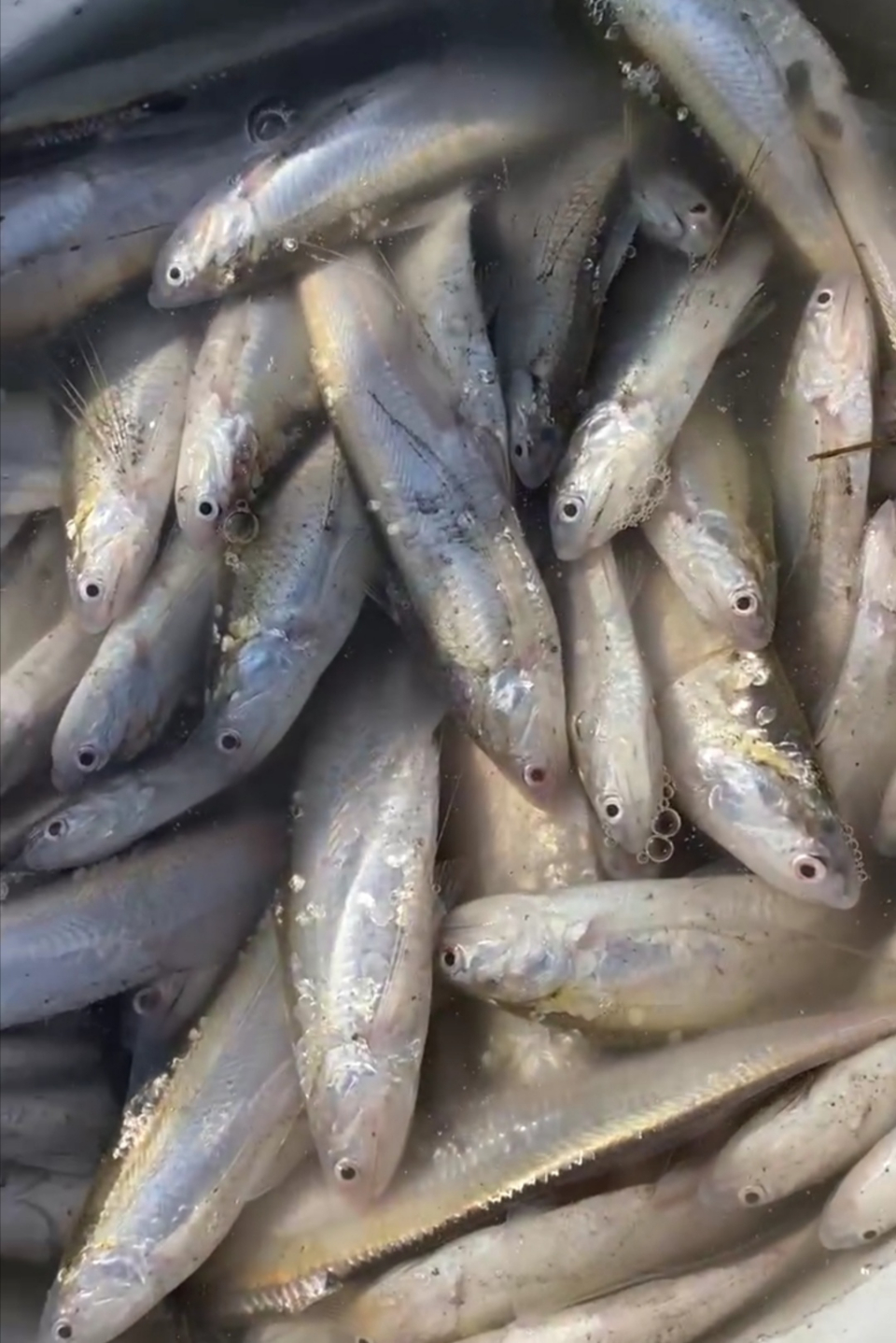 水质改善,潍坊的小清河刀鱼多了-齐鲁晚报·齐鲁壹点