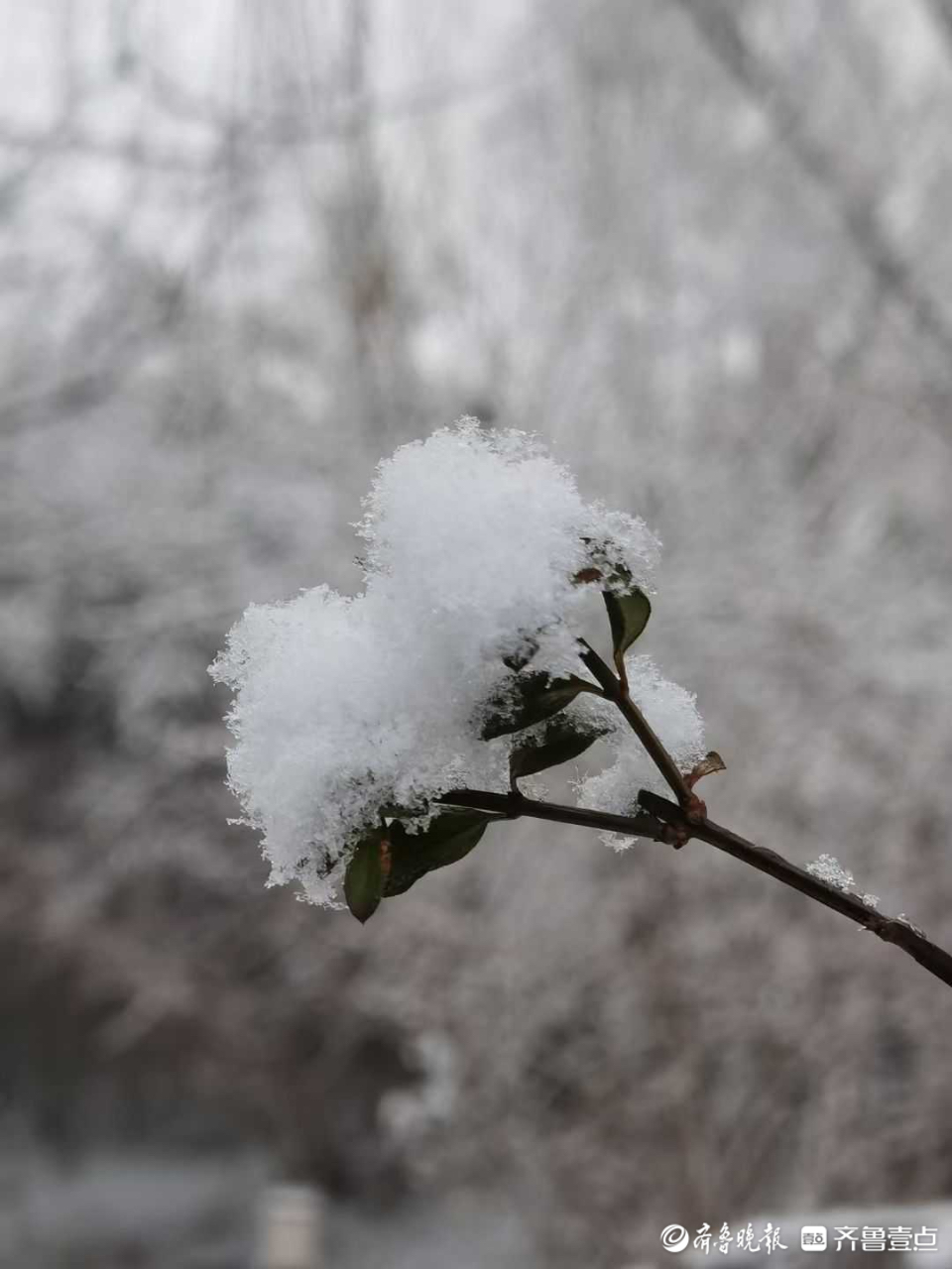 情报站|烟波浩渺宛如仙境！雪中的济南大明湖有多美？一起看看吧