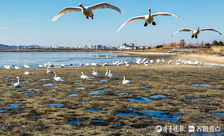 美如画,山东荣成天鹅湖上大天鹅起舞