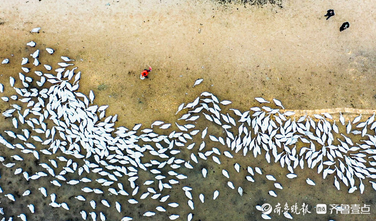 美如画,山东荣成天鹅湖上大天鹅起舞