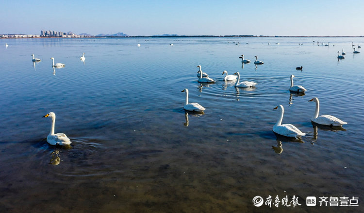 美如画,山东荣成天鹅湖上大天鹅起舞