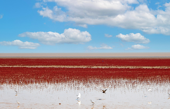 报告深读｜落实黄河国家战略，山东这样下好先手棋