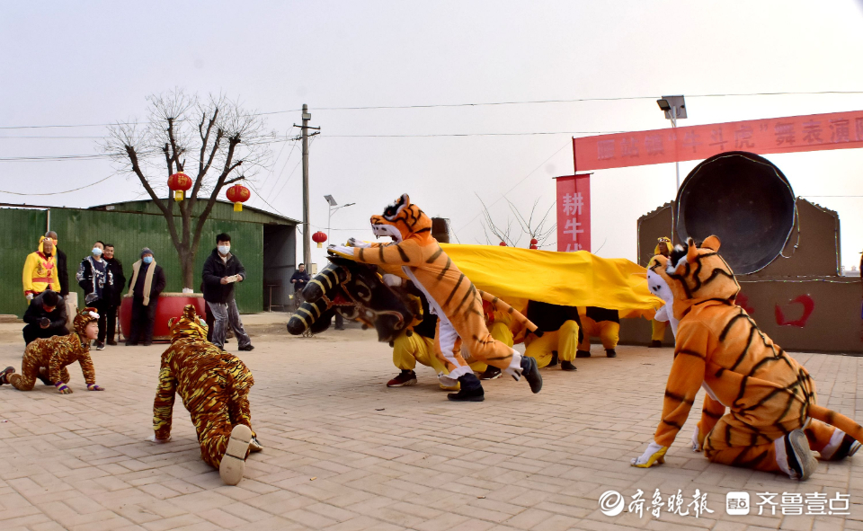 牛虎争亮相,传承百年牛斗虎