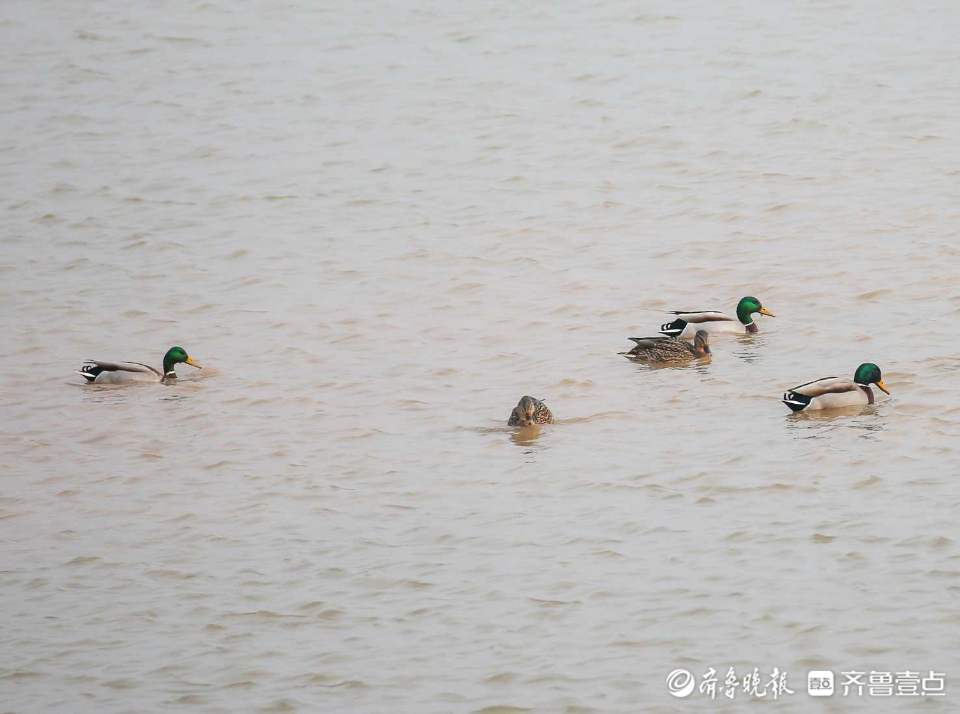 壹粉过大年|春江水暖鸭先知！济南沉砂池绿头鸭水中嬉戏好不惬意