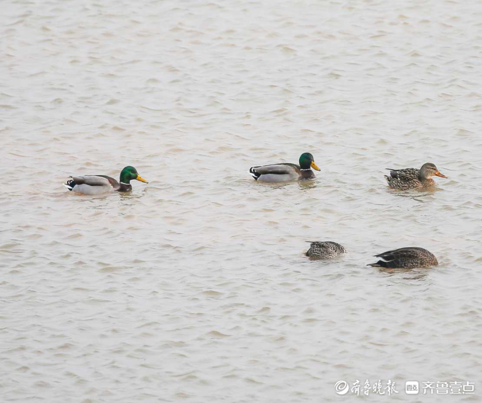 壹粉过大年|春江水暖鸭先知！济南沉砂池绿头鸭水中嬉戏好不惬意