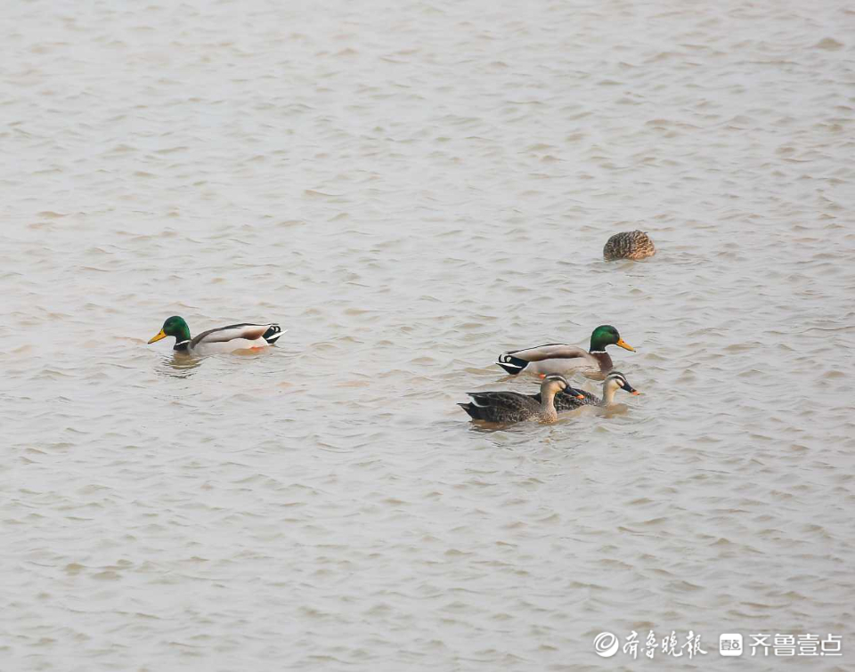壹粉过大年|春江水暖鸭先知！济南沉砂池绿头鸭水中嬉戏好不惬意