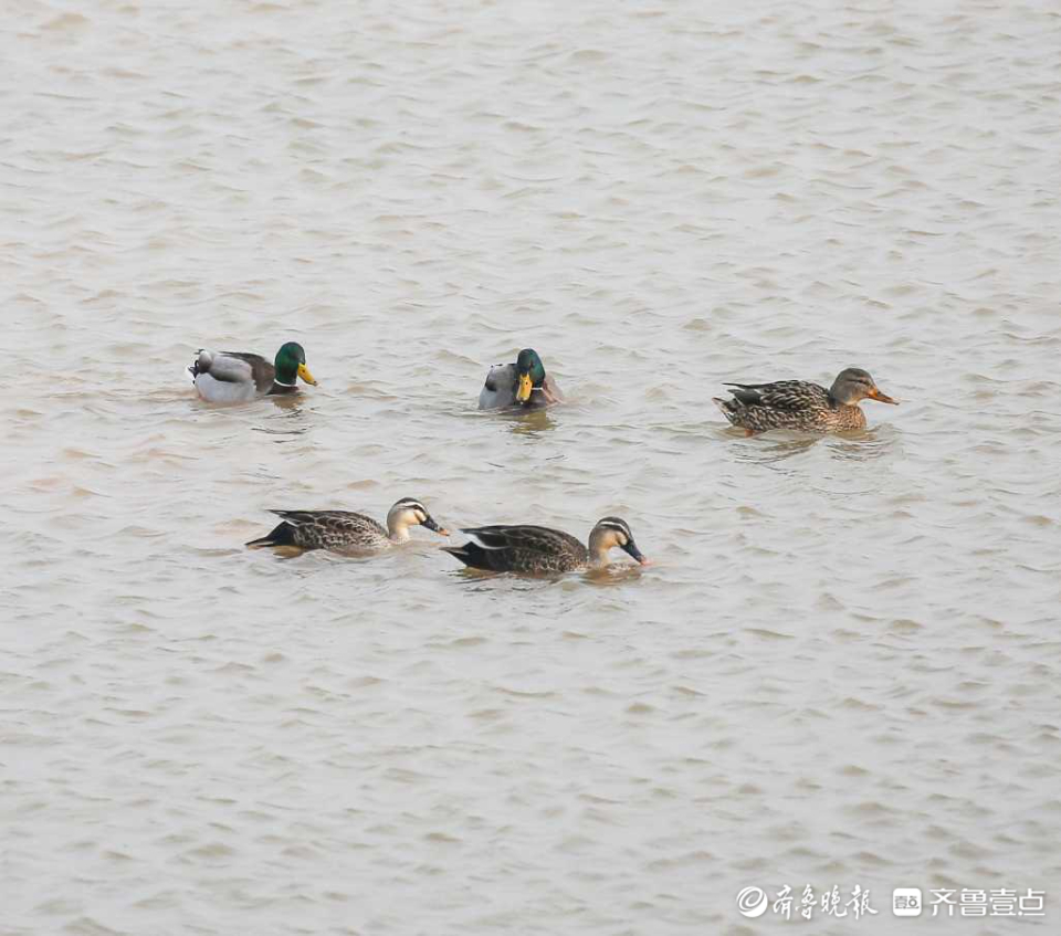 壹粉过大年|春江水暖鸭先知！济南沉砂池绿头鸭水中嬉戏好不惬意