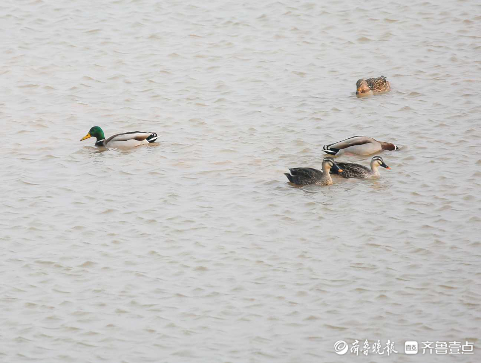 壹粉过大年|春江水暖鸭先知！济南沉砂池绿头鸭水中嬉戏好不惬意