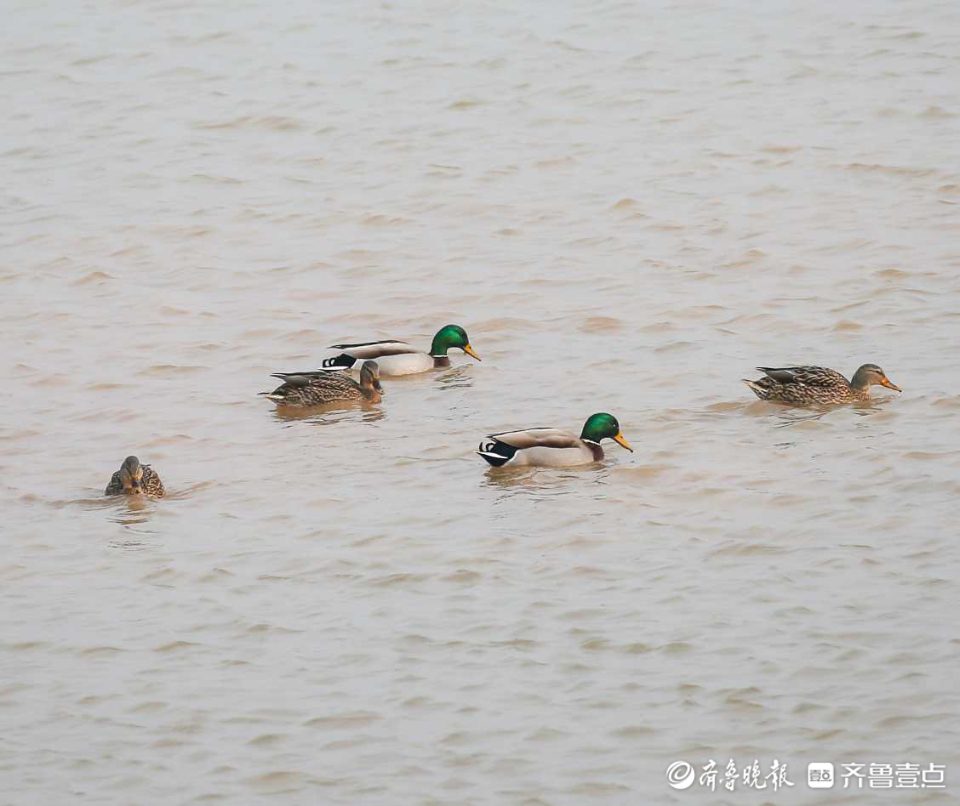 壹粉过大年|春江水暖鸭先知！济南沉砂池绿头鸭水中嬉戏好不惬意