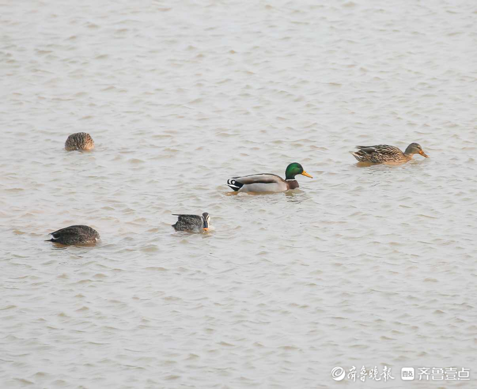 壹粉过大年|春江水暖鸭先知！济南沉砂池绿头鸭水中嬉戏好不惬意