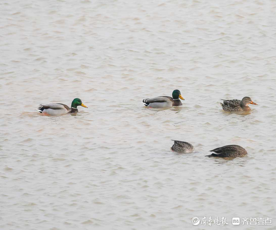壹粉过大年|春江水暖鸭先知！济南沉砂池绿头鸭水中嬉戏好不惬意
