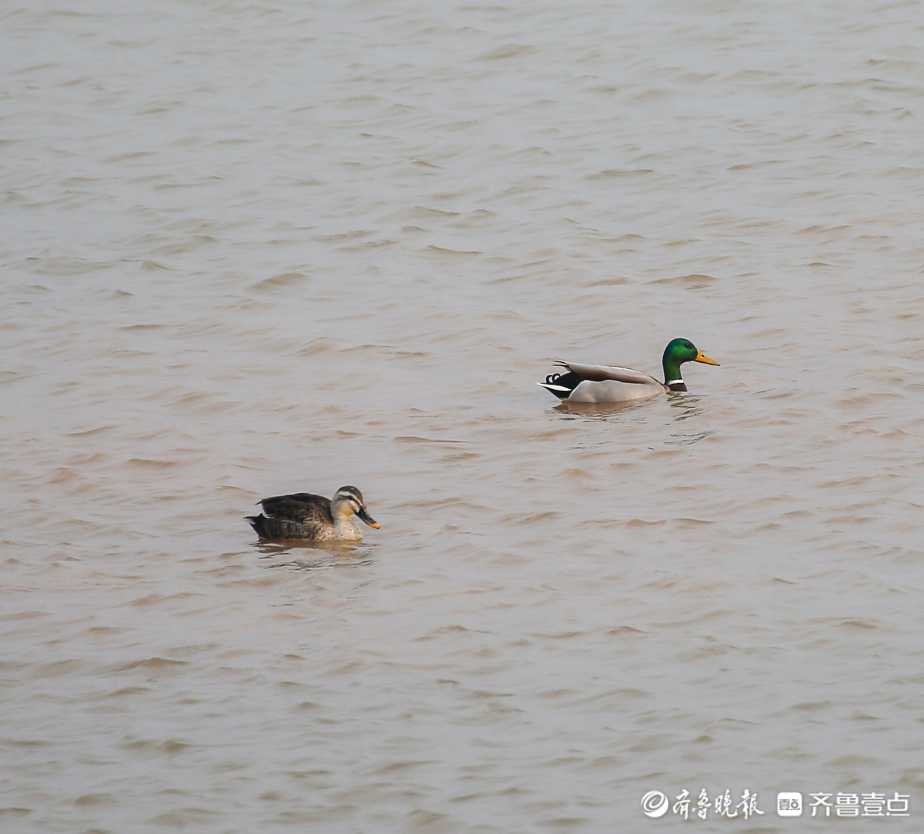 壹粉过大年|春江水暖鸭先知！济南沉砂池绿头鸭水中嬉戏好不惬意