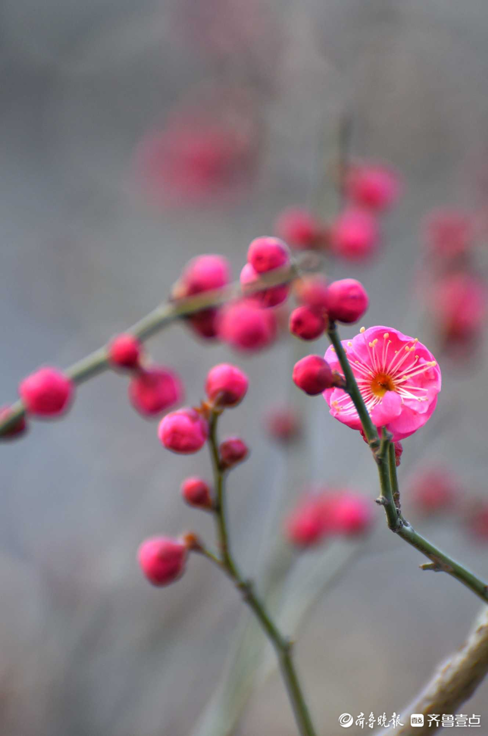 壹粉过大年|俏丽枝头！济南趵突泉梅花绽放，春的味道越来越浓啦