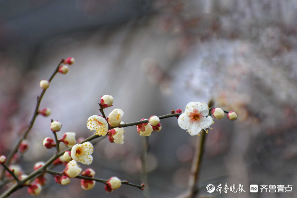 壹粉过大年|俏丽枝头！济南趵突泉梅花绽放，春的味道越来越浓啦