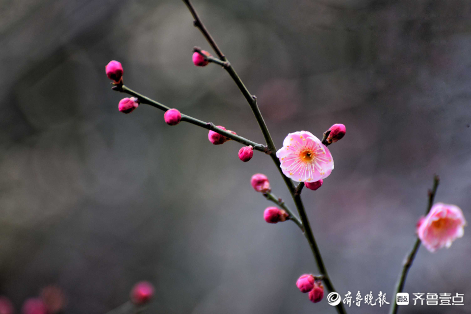 壹粉过大年|俏丽枝头！济南趵突泉梅花绽放，春的味道越来越浓啦