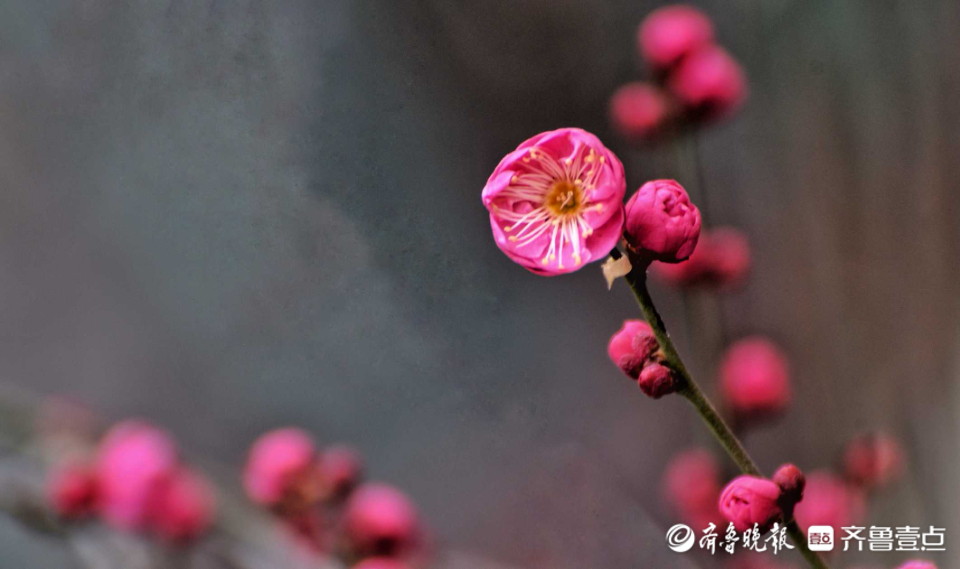 壹粉过大年|俏丽枝头！济南趵突泉梅花绽放，春的味道越来越浓啦