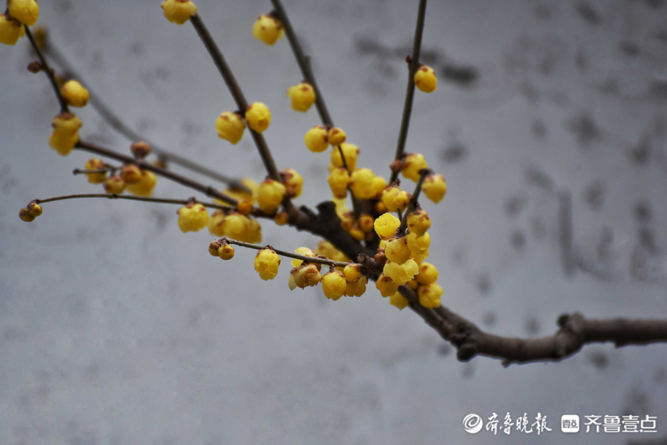 壹粉过大年|俏丽枝头！济南趵突泉梅花绽放，春的味道越来越浓啦