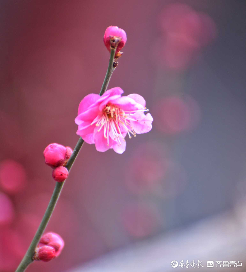 壹粉过大年|俏丽枝头！济南趵突泉梅花绽放，春的味道越来越浓啦