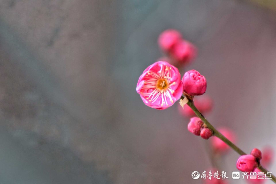 壹粉过大年|俏丽枝头！济南趵突泉梅花绽放，春的味道越来越浓啦