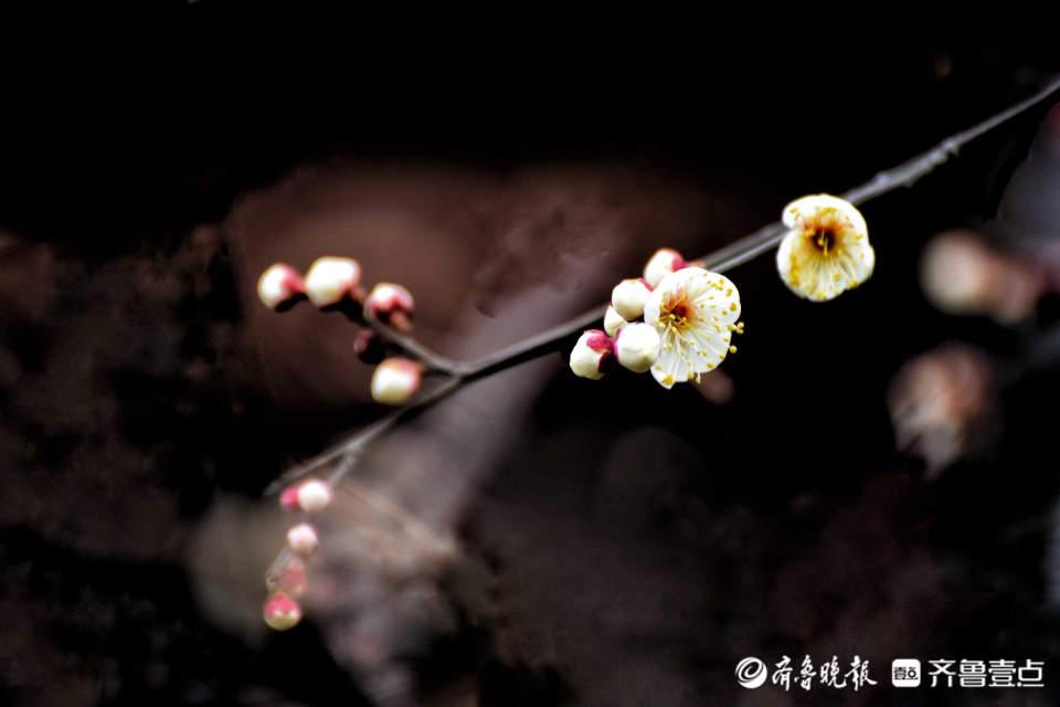 壹粉过大年|俏丽枝头！济南趵突泉梅花绽放，春的味道越来越浓啦