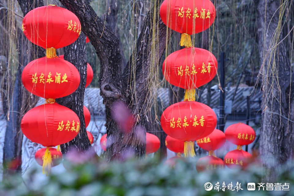 壹粉过大年|俏丽枝头！济南趵突泉梅花绽放，春的味道越来越浓啦