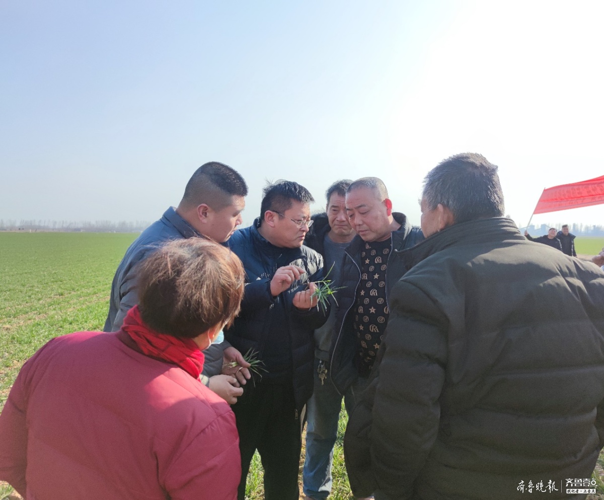 把脉问诊曲阜农技专家为时庄种植户开出麦田药方