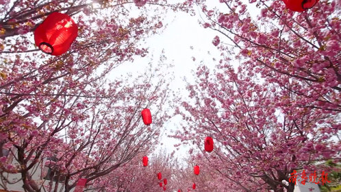 果然视频|家乡100秒——最美梨乡 魅力莱阳