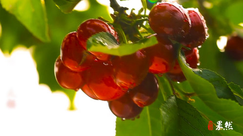 果然视频|家乡100秒——福山:天赐福地