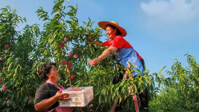 好品山东丨肥城桃提升品质找回老味道，重塑品牌擦亮老字号