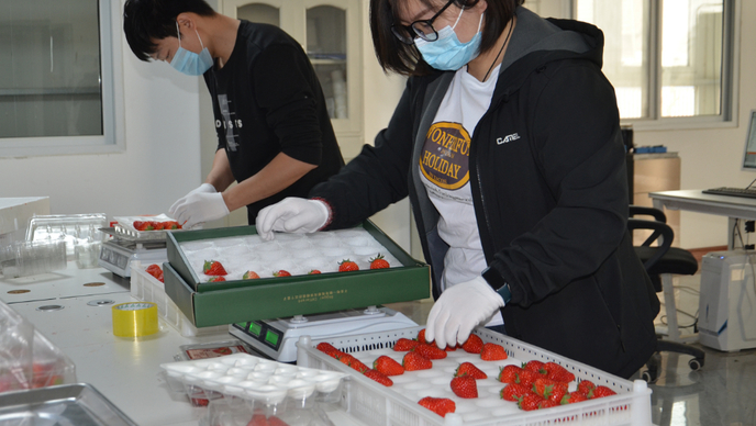 点赞菏泽|鄄城小草莓助力黄河滩区大发展