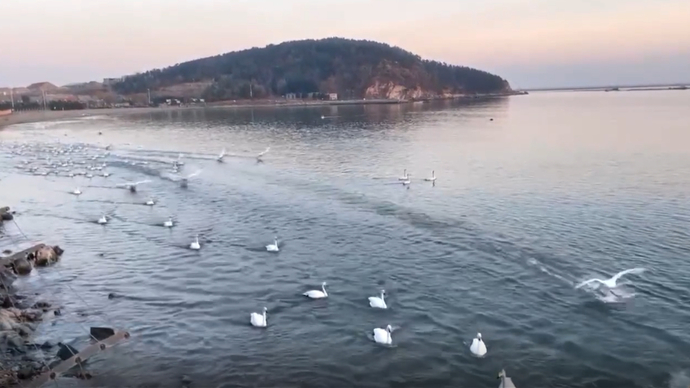 果然视频 | 气温回暖，荣成大天鹅为“返乡”练习飞翔