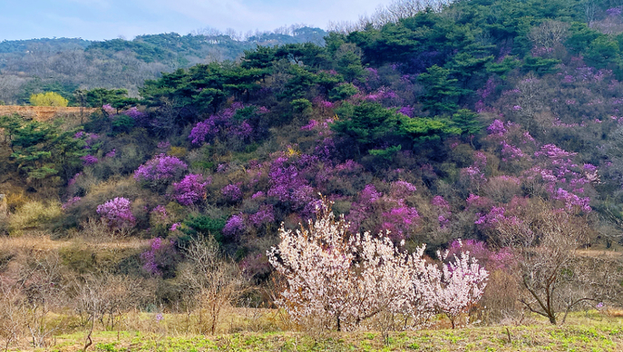 寻找最美春天！来五莲县九仙山看兰槿花海啦