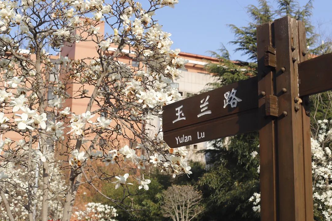 山东建筑大学樱花路图片