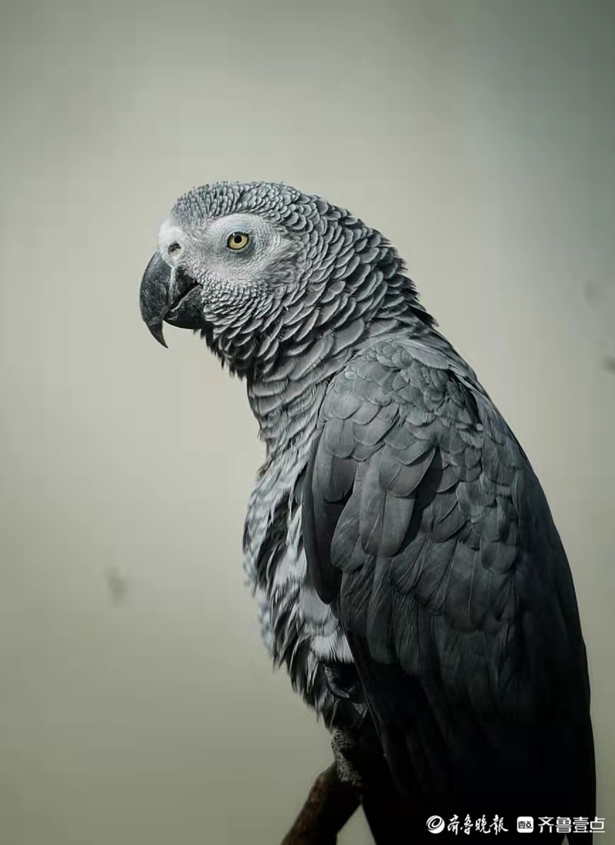 眼神犀利的灰鹦鹉-齐鲁晚报·齐鲁壹点