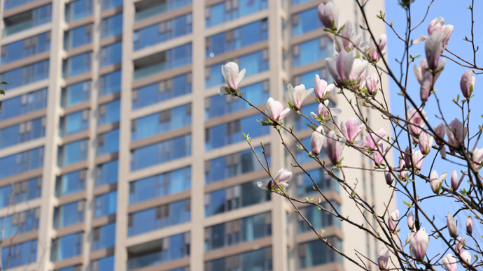 寻找最美春天丨在日照安泰·名筑，与春天撞个满怀