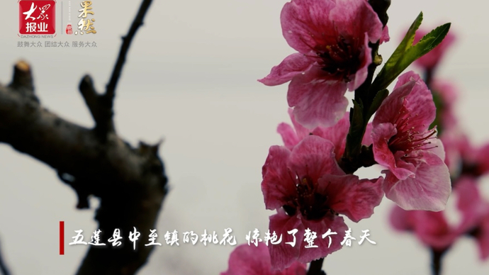 寻找最美春天丨春在枝头，桃花已盛