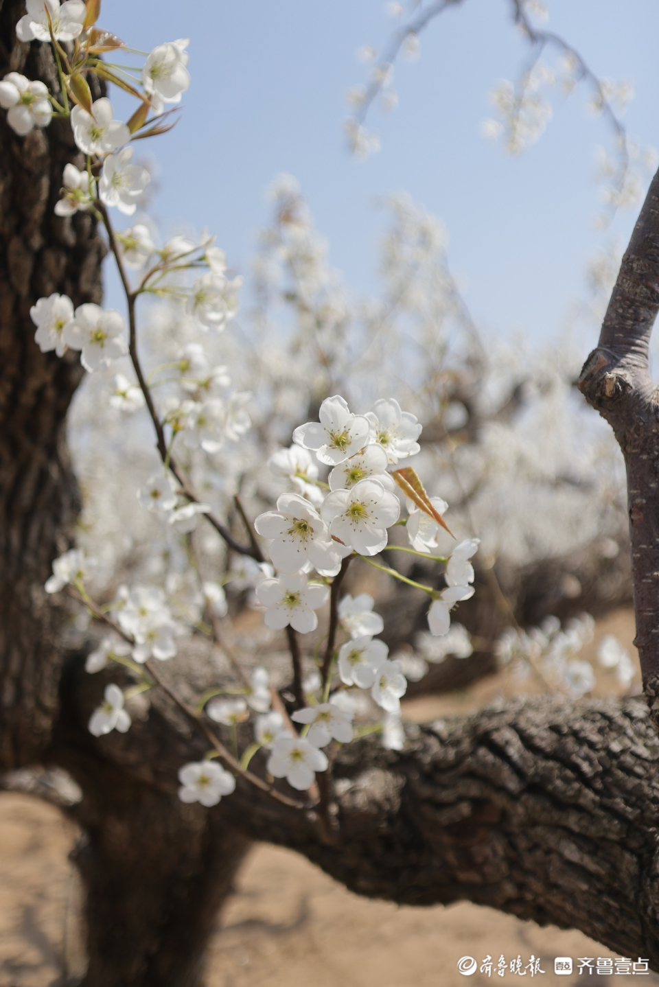 壹点图集|入眼一片白色花海，“中国梨乡”梨花开了
