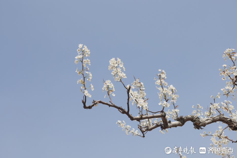 壹点图集|入眼一片白色花海，“中国梨乡”梨花开了