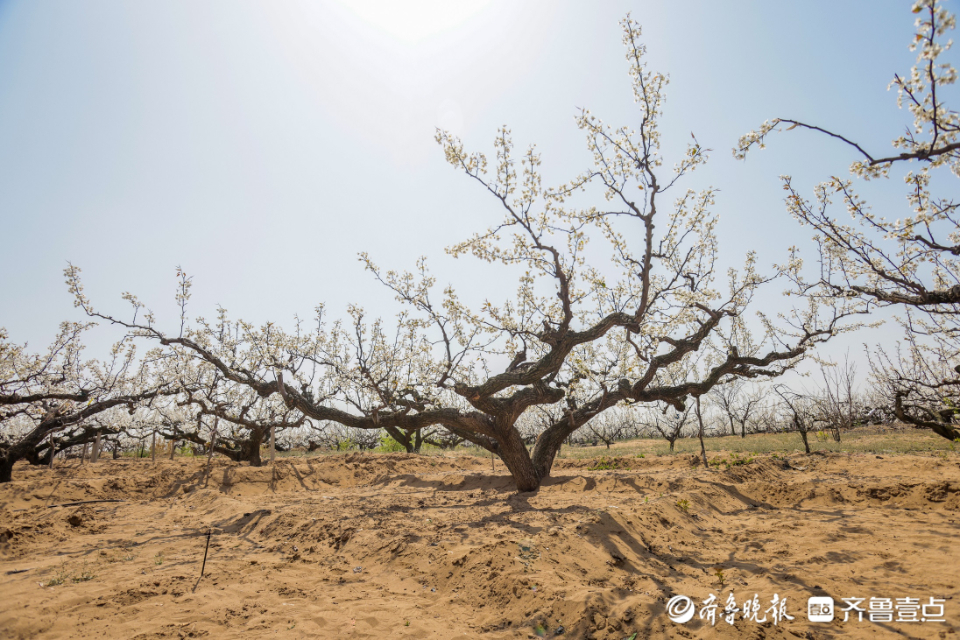 壹点图集|入眼一片白色花海，“中国梨乡”梨花开了