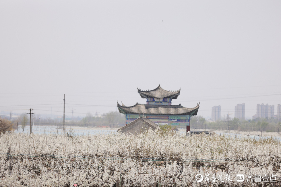 壹点图集|入眼一片白色花海，“中国梨乡”梨花开了