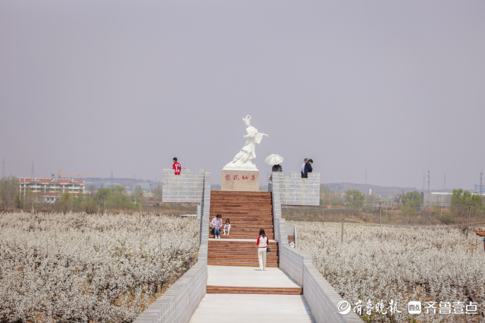 壹点图集|入眼一片白色花海，“中国梨乡”梨花开了