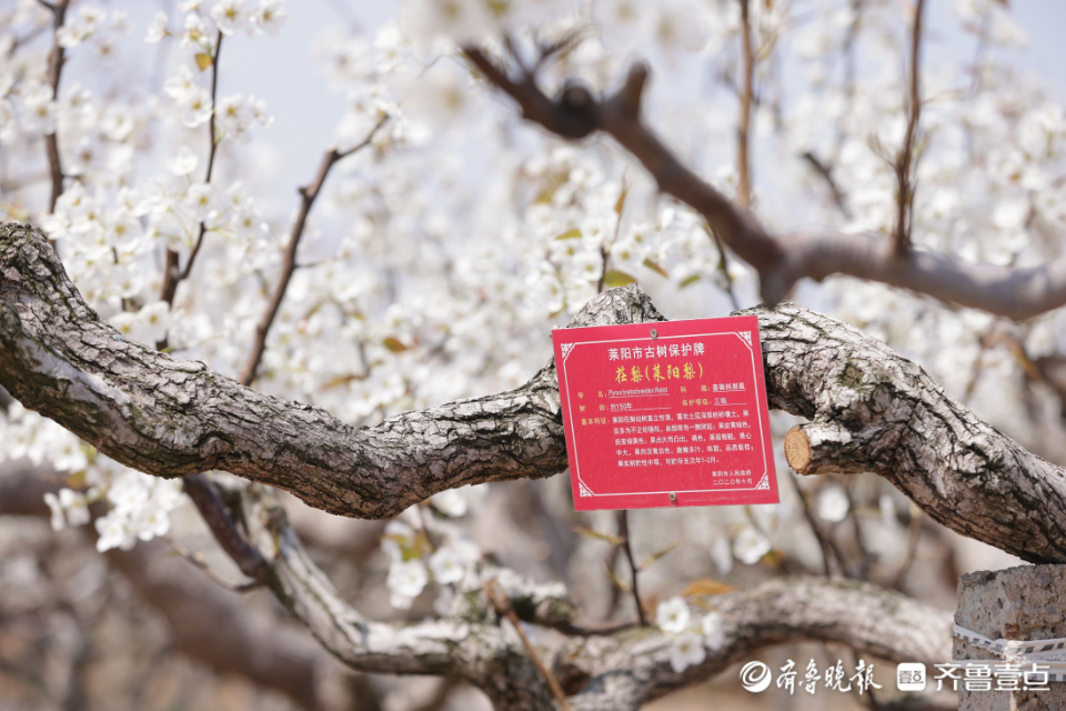 壹点图集|入眼一片白色花海，“中国梨乡”梨花开了