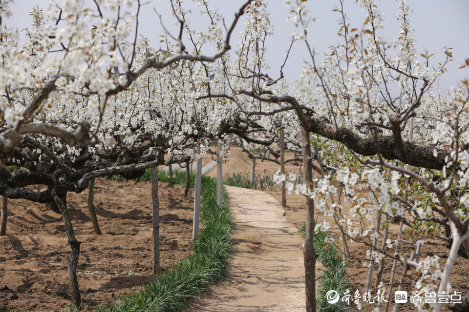 壹点图集|入眼一片白色花海，“中国梨乡”梨花开了